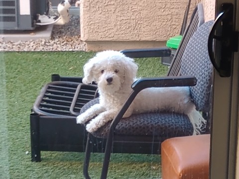 Bichon Frise – Bichon Frise – Henderson