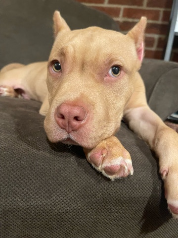 Zeus, bully pitbull