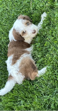 Poodle – golden doodle