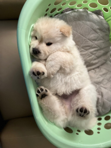 Chow Chow – 7week old male chow chow