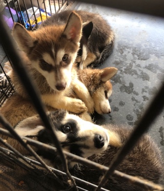 Siberian Husky – puppies looking for a new home