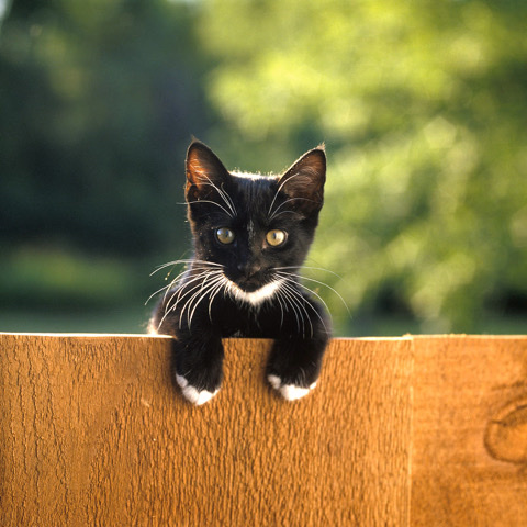 Munchkin – kitten for sale Breed Tuxedo
