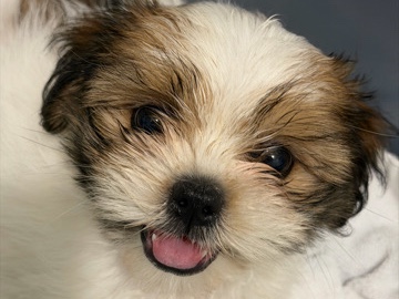 Shih Tzu – Female Shihtzu la – Toronto