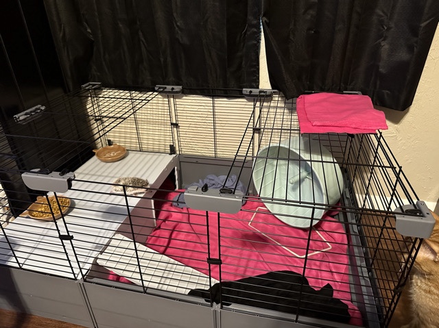 hedgehog looking for a home 