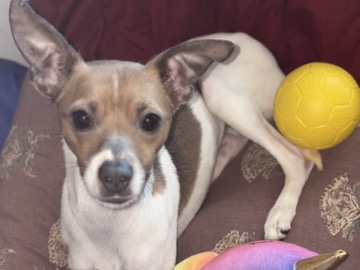 LunaBella needs a new home