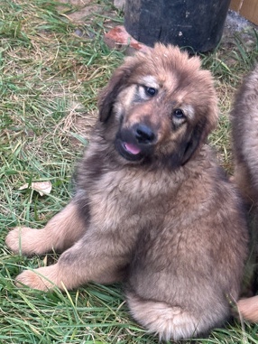 Tibetan Mastiff – Puppies