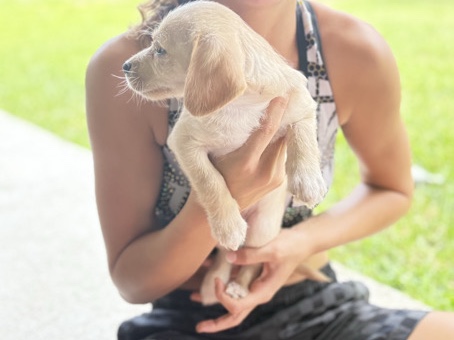 Goldendoodle – mini Golden Doodle mix – Winter Garden