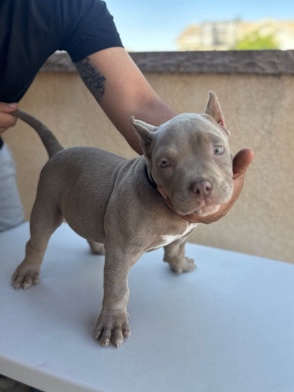 American Bulldog – Pocket Bully