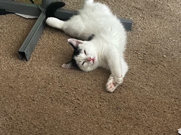 playful and cuddly kitten – Leicester