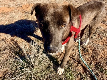 Mixed Breed – Need Forever Home – Albuquerque
