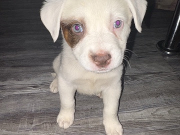 Boy PitBull/cattle – Paradise Valley