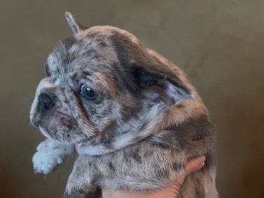French Bulldog – male frenchie – San Juan Bautista