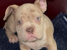 Bull Terrier (Miniature) – Micro American Bully Female