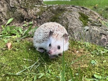Hedgehog – Lucille is looking for a loving home! – Willimantic