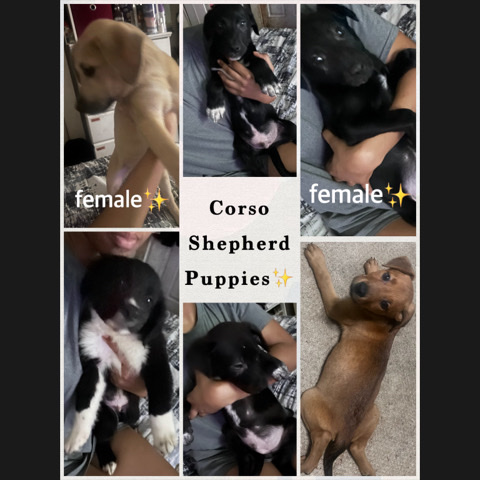 German Shepherd – Cane corso mix