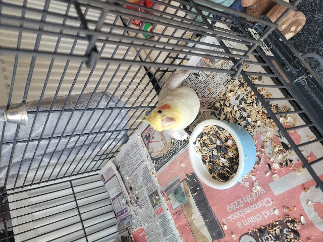 Cockatiel – selling male cockatiel