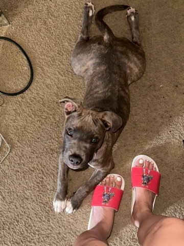 blue brindle bully