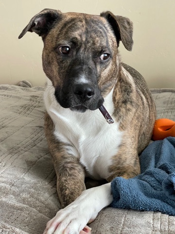 American Pit Bull Terrier – Free to Great Home