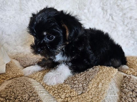 Yorkshire Terrier – Male Yorkie Puppy – Lancaster