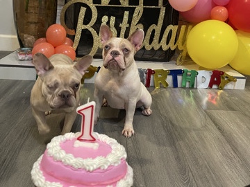 French Bulldog – French Bulldog
