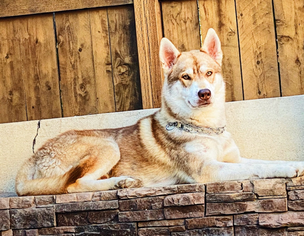 Siberian Husky – olaf/ husky