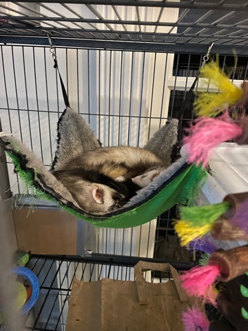 ferret – 2 6 mo old ferrets for sale !