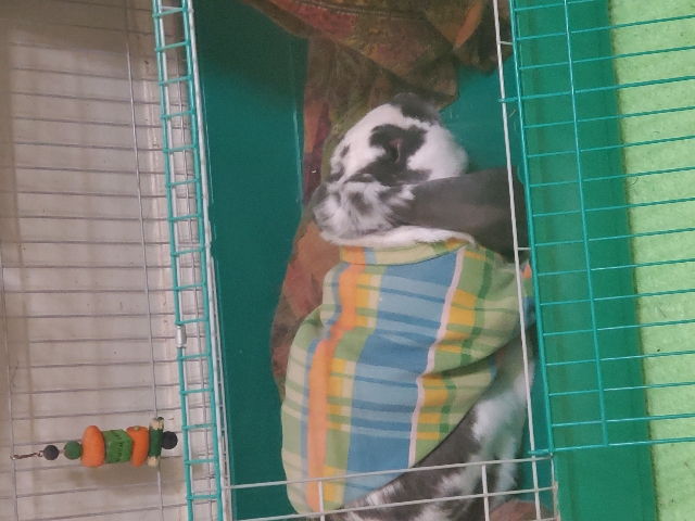 English Lop – Rehome Rabbiy