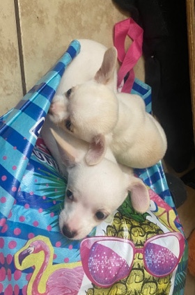 Chihuahua – two white chihuahuas