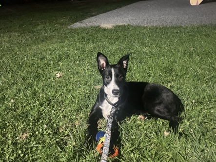 American Pit Bull Terrier – ginger second chance – Colton
