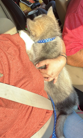 Siberian Husky – Siberian husky