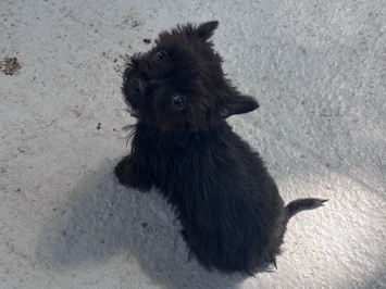 Yorkie Poo – Yorkie – Cutler Bay