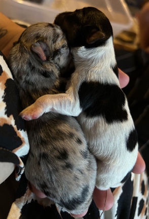 Pug – jug cross puppies