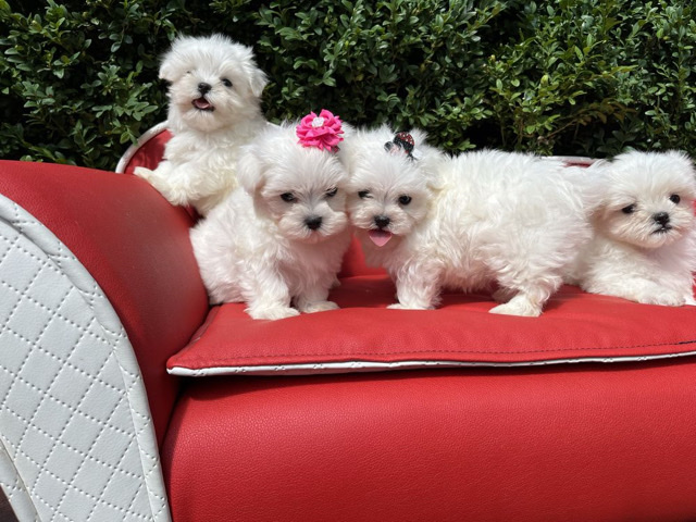 Maltese – Adorable Maltese puppies Available – Amsterdam