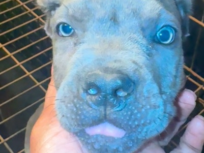 Cane Corso – cane Corso pup