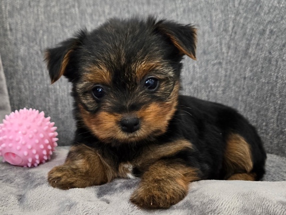 Yorkshire Terrier – beautiful yorkie puppies – Euclid