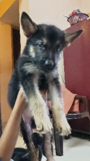 German Shepherd – German shepherd pup available