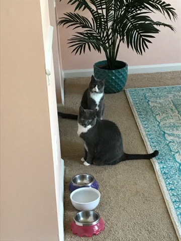 American Shorthair – Senior Sisters