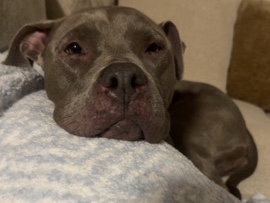 American Pit Bull Terrier – Adult Female Blue Pitbull – Warner Robins