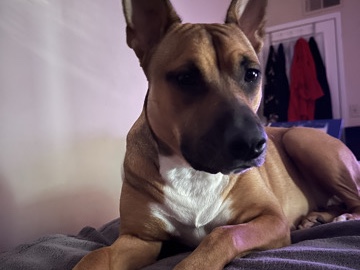 Mixed Breed – Friendly 5-Year-Old Mixed Breed Dog for Adoption in Alpharetta – Alpharetta