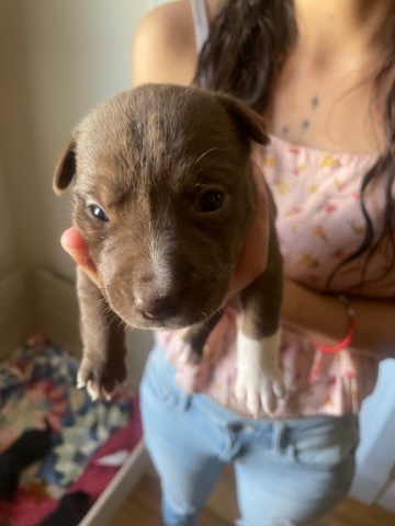 American Pit Bull Terrier – they need a Loving Home