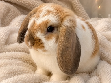 Mini Lop – purebred mini lop bunny – Swan View