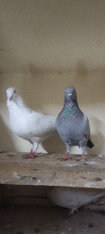 pigeon pair