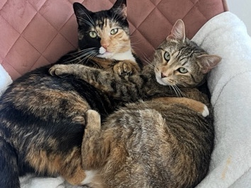American Shorthair – Better life for the sisters – Miami Beach