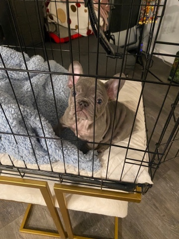 French Bulldog – French