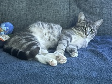 American Shorthair – Slinky – Atlanta