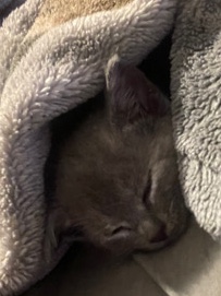gray cat