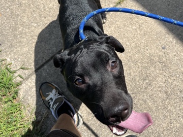 Mixed Breed - 7 month old boy puppy for sell (German shepherd/Pitbull) available for adoption in Chicago