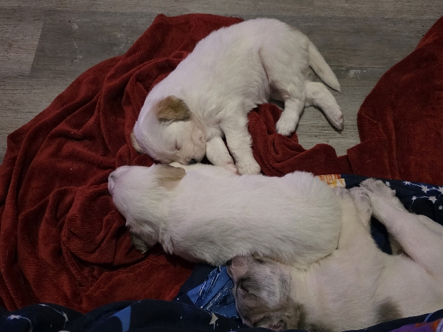 Siberian Husky – Golden/Husky puppies – Sandy