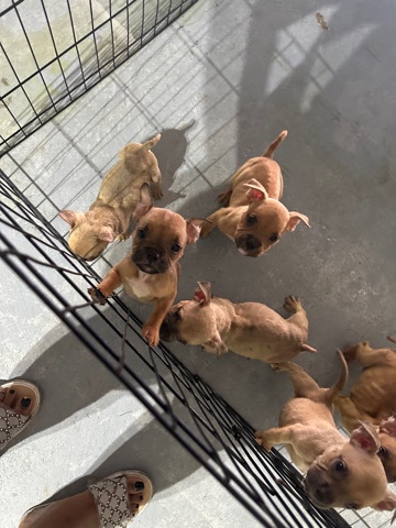 American Bulldog – Need A Home