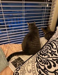 2 friendly cats